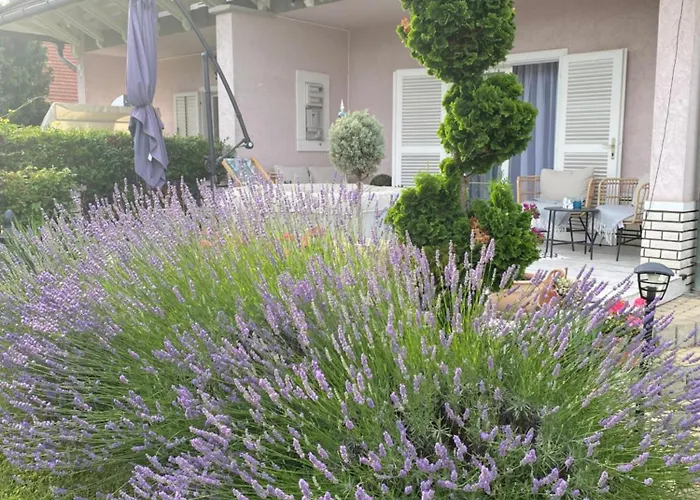 Scamard Willa Zamárdi